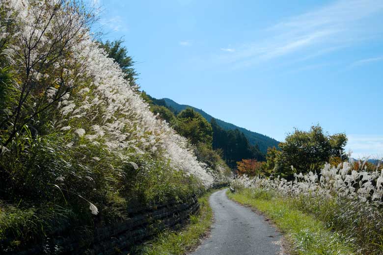 自然研究路２・山上川沿い散策