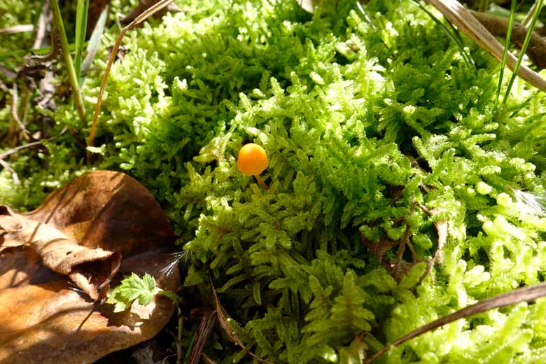 苔ときのこ