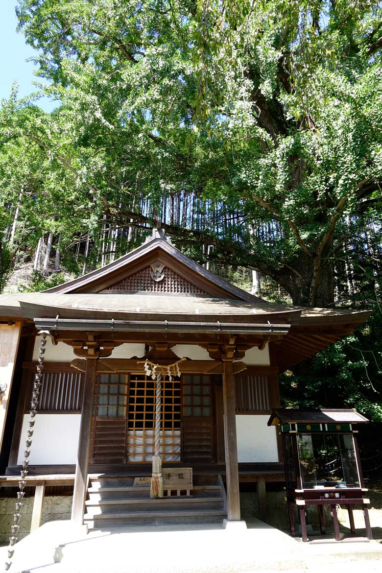 来迎院 大イチョウ