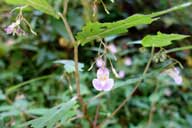 すずかけの道で見かけた植物